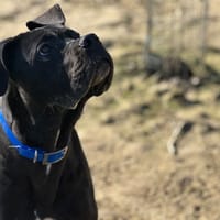 Talia, chienne à adopter