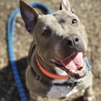 STAFFI PAA24147, chienne à adopter