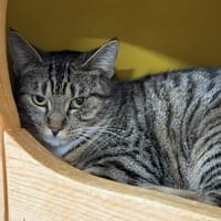 Holly CAB5250, chatte à adopter