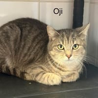 Oji, chat à adopter