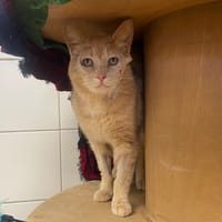 PIMPON, chat à adopter