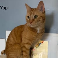 Yapy, chat à adopter