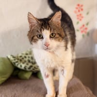 MINUS, chat à adopter