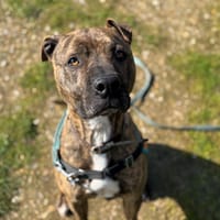 Ozeille CAA13561, chien à adopter