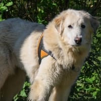 TRIXY (réservée), chienne à adopter