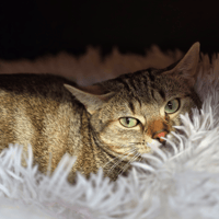 SUSHI, chat à adopter