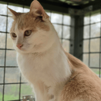 aulne, chat à adopter