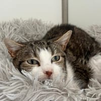 Norman, chat à adopter