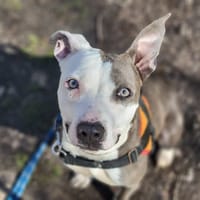 AMY PAA24078, chienne à adopter