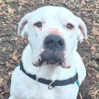 Venom, chien à adopter