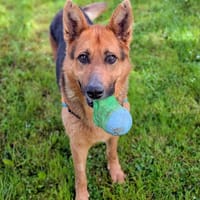 LASCAUX, chien à adopter