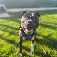 ATHENA VAA, chienne à adopter