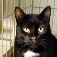 Lock, chat à adopter