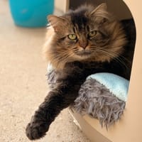 PACMAN, chat à adopter