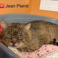 Jean pierre, chat à adopter