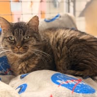 SHERMAN, chat à adopter