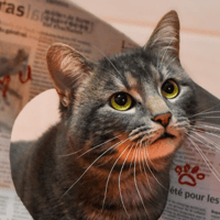 YONO, chat à adopter