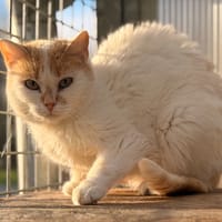 MAGMA, chatte à adopter