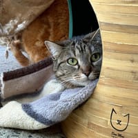 PUNCH, chatte à adopter