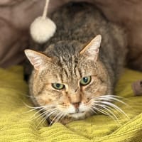 RALPH, chat à adopter