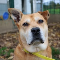 MILA, chienne à adopter