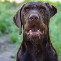 corti, chien à adopter