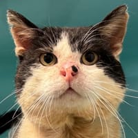 Padutou, chat à adopter