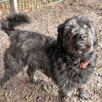 Melwood, dog to adopt