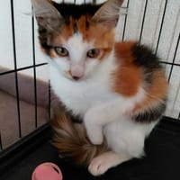 SWEETIE, chatte à adopter