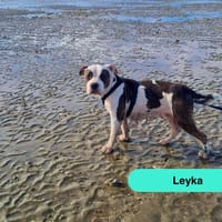 Leyka, chienne à adopter