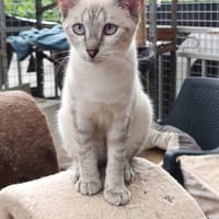 AURORA, chatte à adopter