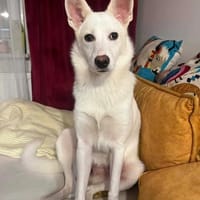 Delfi, suczka do adopcji