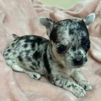 Choupy, chienne à adopter