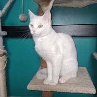 KIKI, chat à adopter