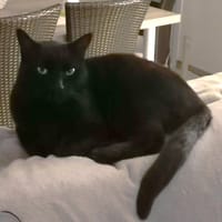 ZORRO, chat à adopter