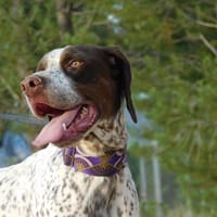 AZOR, un merveilleux Pointer (ok chat), chien à adopter