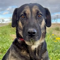 GUSI  (Martina), chienne à adopter