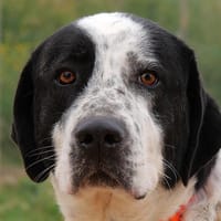 CARRY (Maria), chienne à adopter