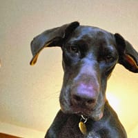 LILY, chienne à adopter