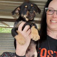 MAX  (Martina), chien à adopter