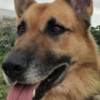 RONAN (Maria), chien à adopter