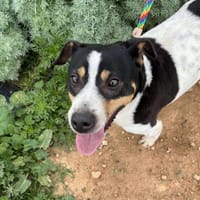 SNOOPY (Maria), chien à adopter