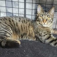Arribas, chat à adopter
