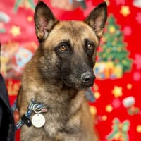 TITUS (Maria), chien à adopter