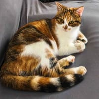 Auburn, chat à adopter
