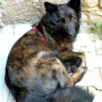 MAKI, chienne à adopter