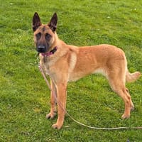 Bella, chienne à adopter