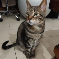 Bobby, chat à adopter