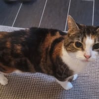 Brocéliande, chatte à adopter