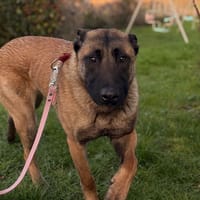 Cooper, chien à adopter